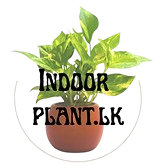 Indoor Plant.lk - Sri Lanka's Premier Indoor Plant Shop